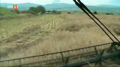 На път ли е да изпадне рапицата от основните култури на сеитбооборот?