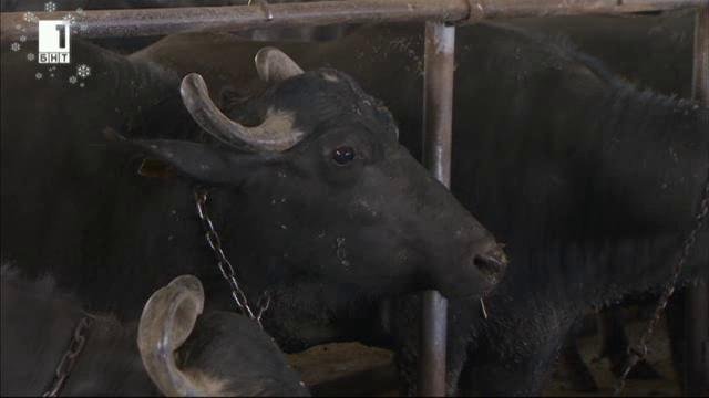 В търсене на каракачански овце и биволи Българска мурра