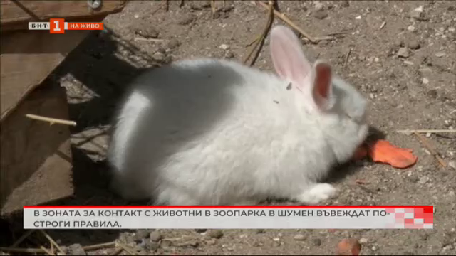 Въвеждат по-строги правила в зоната за контакт с животни в зоопарк в Шумен