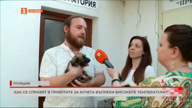Как се справят в приютите за кучета въпреки високите температури